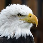 Close-up portrait of a majestic bald eagle showcasing its fierce gaze and distinct white feathers.